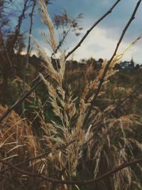 Close-up of tree in field against sky