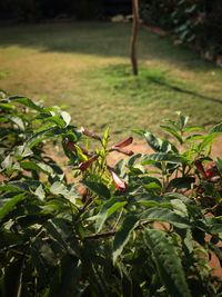 High angle view of plants growing on field