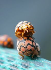 Close-up of ladybugs on leaf