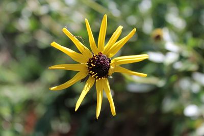 Close-up of yellow flower