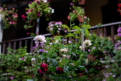 Close-up of white flowering plants