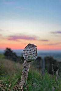 Close-up of mushroom growing on field against sky during sunset
