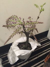 Close-up of potted plant