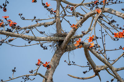 Low angle view of tree against sky