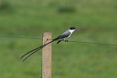 Bird perching on wooden post