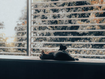 Cat sitting on a window