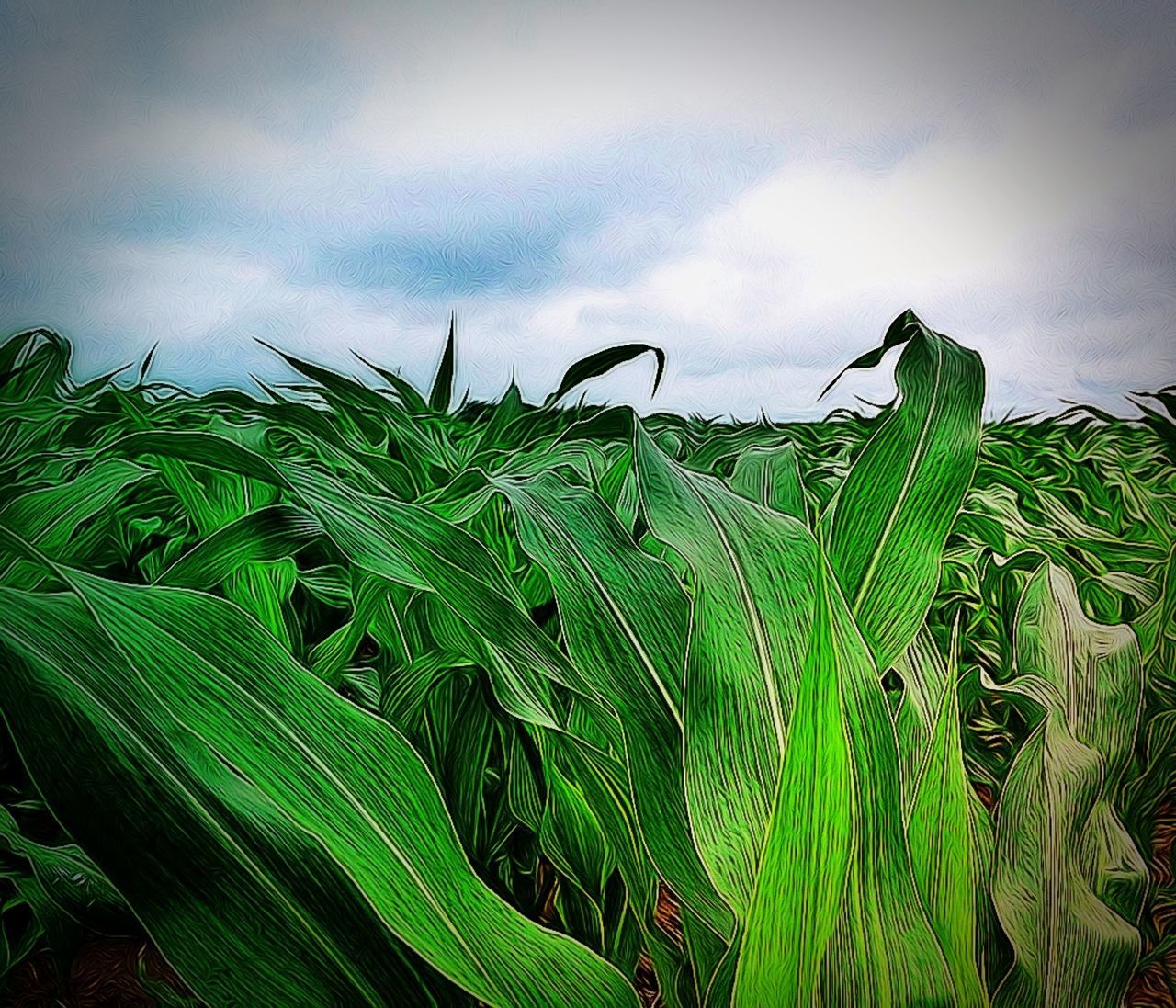 growth, green color, sky, nature, plant, leaf, tranquility, beauty in nature, cloud - sky, agriculture, green, field, growing, tranquil scene, cloudy, rural scene, day, crop, palm tree, farm