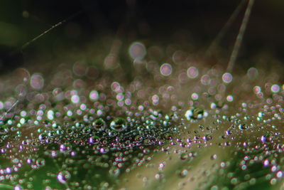 Close-up of water drops on plants