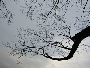 Low angle view of silhouette bare tree against sky