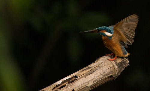 Close-up of bird perching on wood