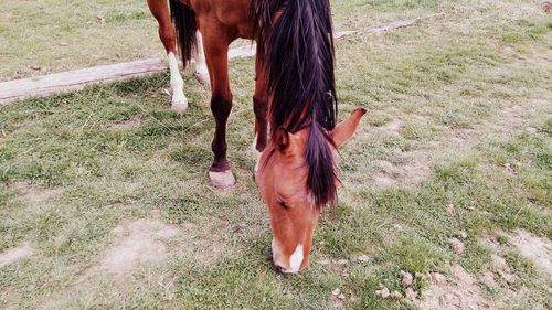 Horse grazing on field