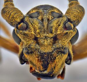 Close-up of bee on flower