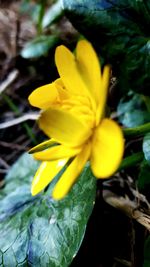 Close-up of yellow flower