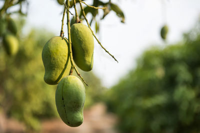 Group of green fresh mangoes on tree at tropical farm in summer, agriculture fruit industry