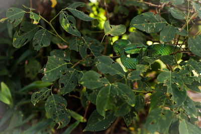 Close-up of fresh green leaves