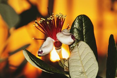 Close-up of yellow flower