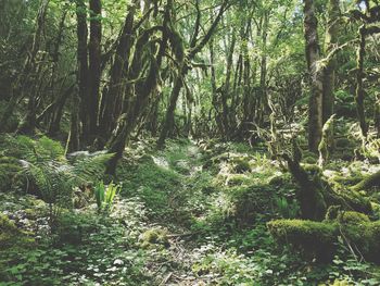 Trees in forest