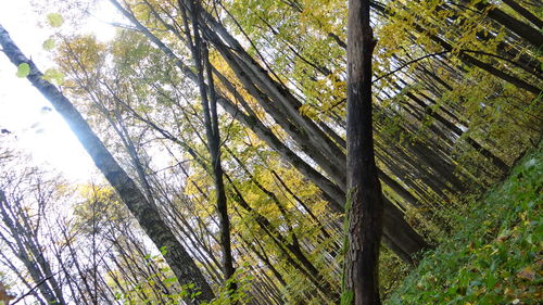 Low angle view of trees against sky