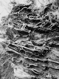 Full frame shot of tree trunk