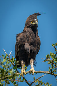 Long-crested eagle on branch under blue sky