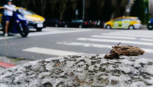 Worm by wood on rock in city