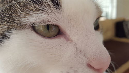 Close-up of cat