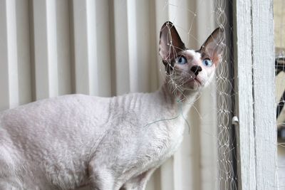 Cornish rex cat 