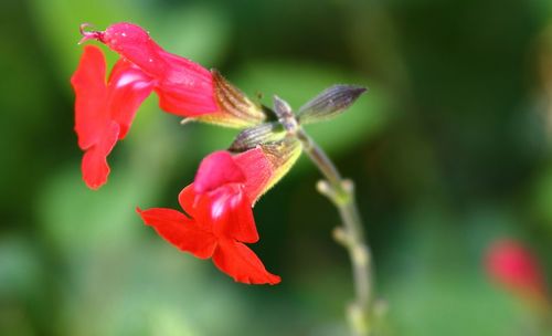 Close-up of red hibiscus blooming outdoors