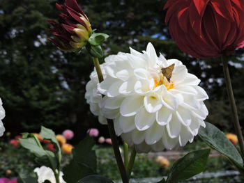 Close-up of white flowers blooming outdoors