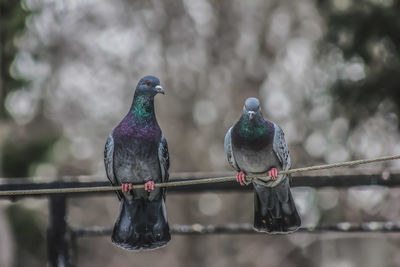 Close-up of pigeons perching on railing