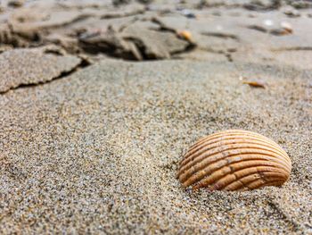 Close-up of shell on sand