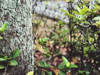 Close-up of lizard on tree trunk