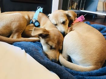 Close-up of dogs sleeping