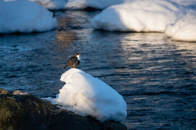 Seagull in a sea
