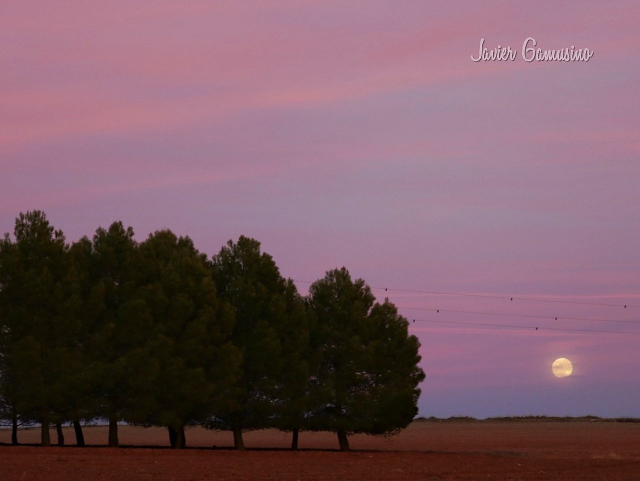 tree, sunset, nature, beauty in nature, no people, outdoors, scenics, sky, day