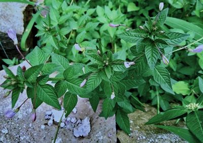 High angle view of flowering plants and leaves on field