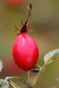 Close-up of red berries on plant