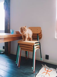 Dog sitting on chair at home