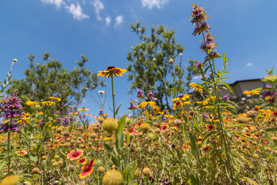 Close-up of yellow flowers blooming in park