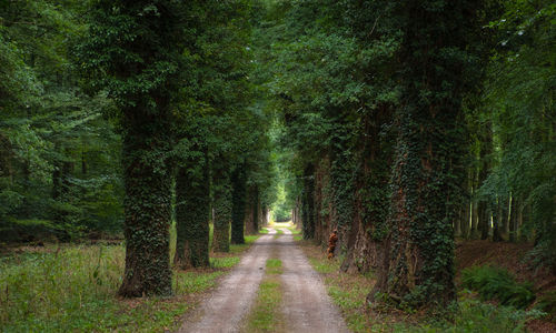 Dirt road amidst trees in forest
