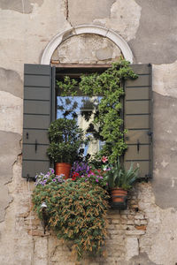 Close-up of potted plant on window sill