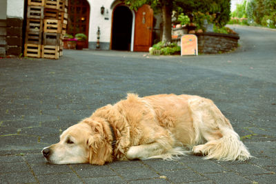 High angle view of golden retriever resting on footpath in city