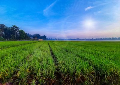 Scenic view of agricultural field against sky