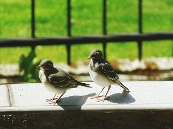 Bird perching on railing