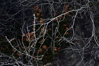 Close-up of bare tree in forest at night