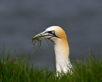 Close-up of a bird on land