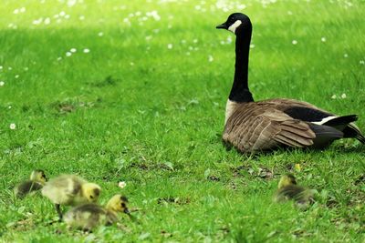 Ducks on grass