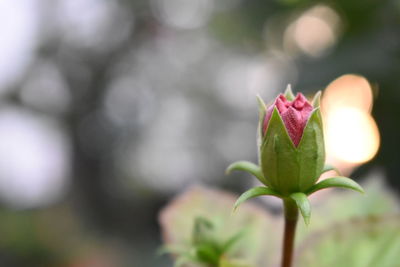 Close-up of pink flowering plant