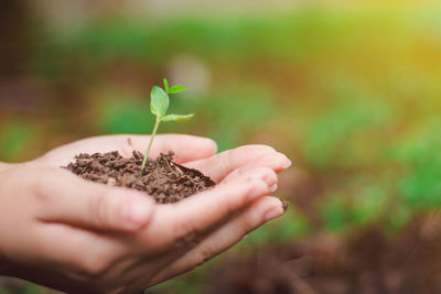 Close-up of hand holding small plant