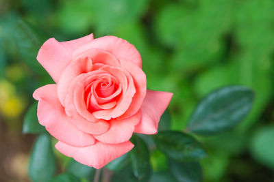 Close-up of pink rose